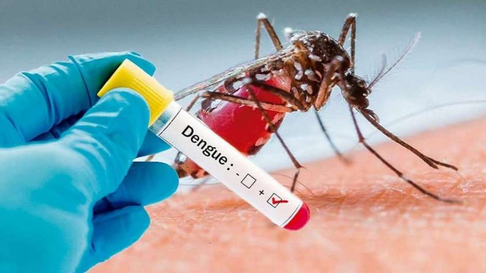 Dengue: ¿Qué tipo de mosquito es y cómo reconocerlo?