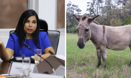 Ministra Galdo deja en manos de los exportadores la decisión de enviar carne de burro a China